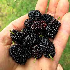 mulberry extract